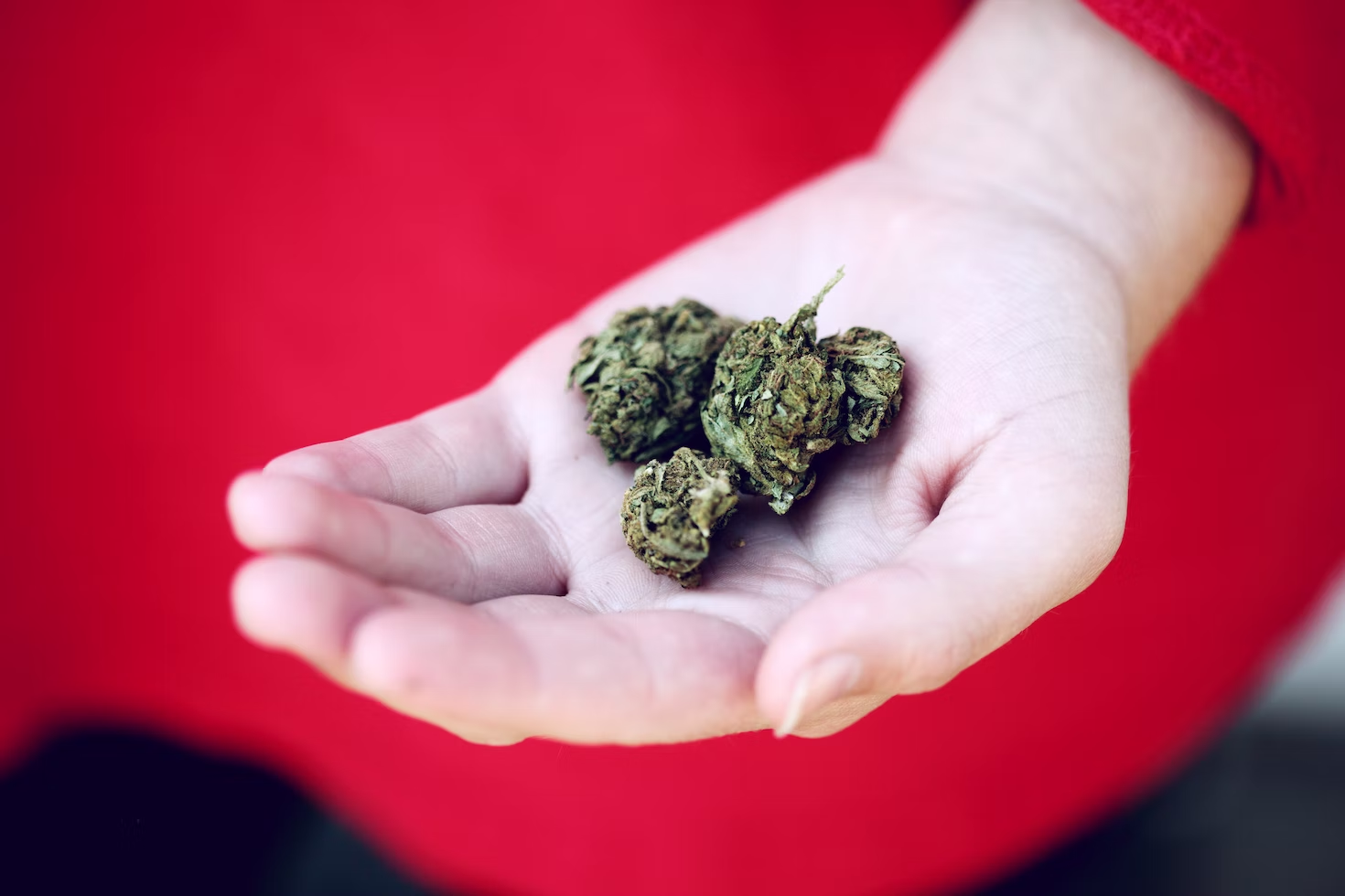 Person holding nuggets of dried marijuana