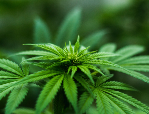 3 Ways to Intake Medical Marijuana
